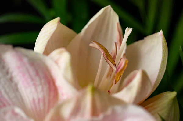 Krásná Jarní Květina Zblízka — Stock fotografie