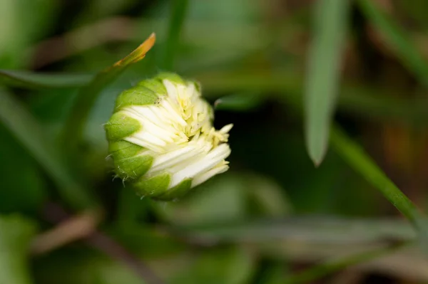 Vacker Tusensköna Blomma Växer Trädgården Våren — Stockfoto