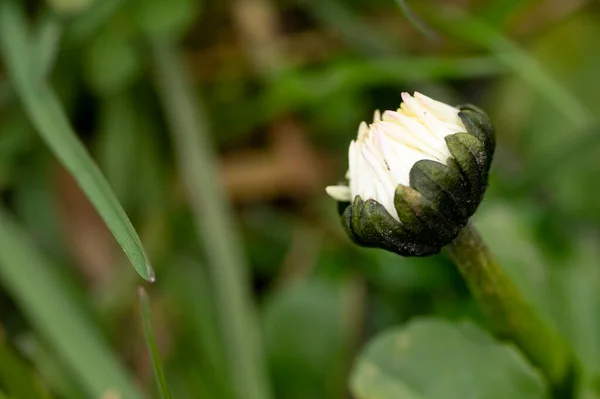 Baharda Bahçede Yetişen Güzel Papatya Çiçeği — Stok fotoğraf