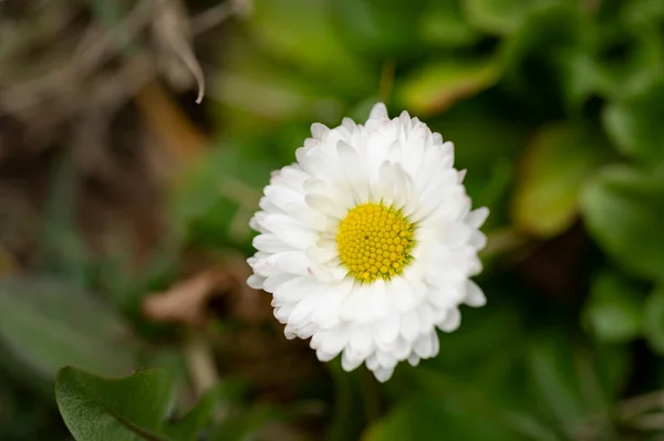 Beautiful Daisy Flower Growing Garden Spring — Stock Photo, Image