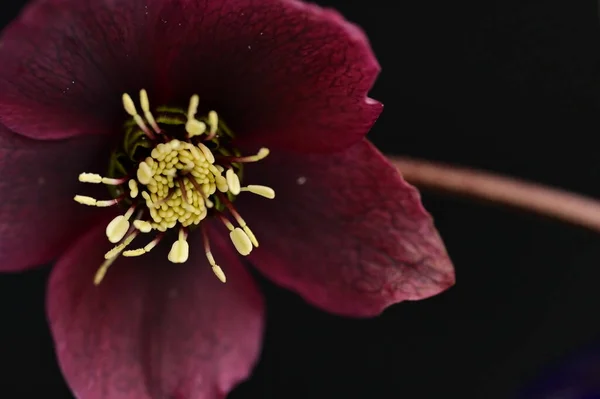 Schöne Frühlingsblume Aus Nächster Nähe — Stockfoto