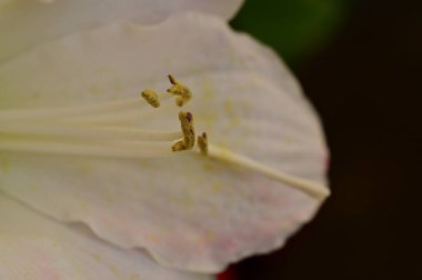 beautiful spring  flower, close up