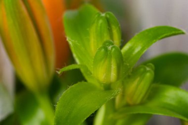 Yeşil bitkilerin kapatılması, bitki konsepti