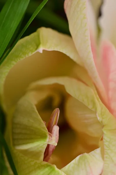 Beautiful Spring Flower Close — Stock Photo, Image