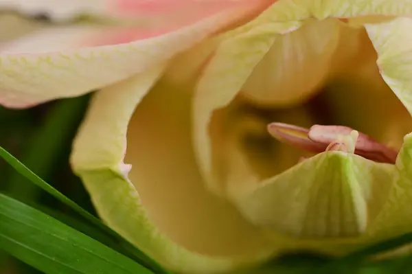 Красивый Весенний Цветок Крупный План — стоковое фото