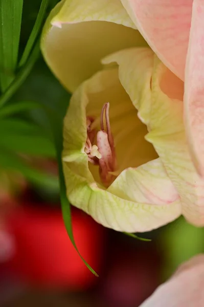 Красива Весняна Квітка Крупним Планом — стокове фото