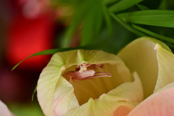 Красиві Квіти Квітковий Фон Композиції — стокове фото