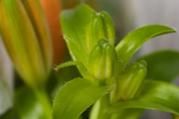 stock image close up of green plants, flora concept