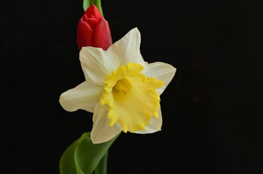 close up of beautiful composition with  tulip and  daffodil