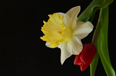 close up of beautiful composition with  tulip and  daffodil