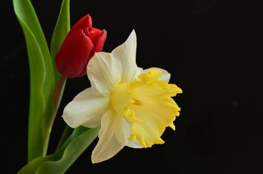 close up of beautiful composition with  tulip and  daffodil