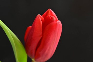 close-up of a red tulip with green leaves on black background