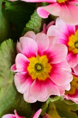 beautiful pink and yellow flowers, floral concept background