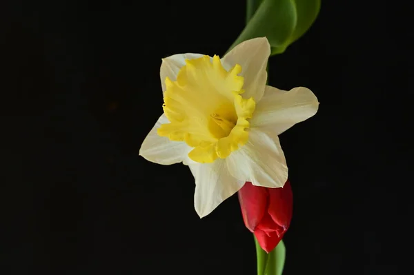 Close Beautiful Composition Tulip Daffodil — Foto de Stock