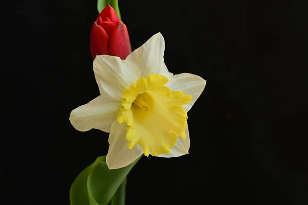 用郁金香和水仙花对优美的作品进行特写 — 图库照片