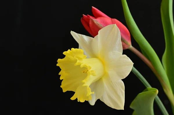 Close Beautiful Composition Tulip Daffodil — Stock Photo, Image