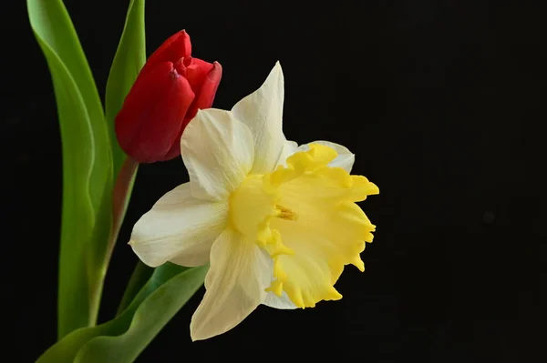 Zbliżenie Pięknej Kompozycji Tulipanem Żonkilem — Zdjęcie stockowe