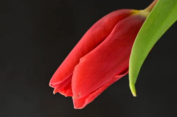 Nahaufnahme Einer Roten Tulpe Mit Grünen Blättern Auf Schwarzem Hintergrund — Stockfoto