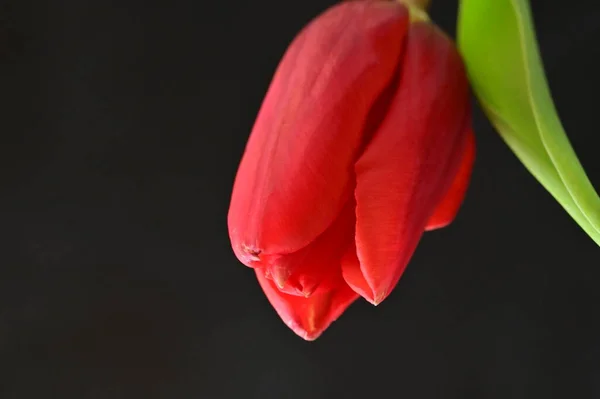 Close Red Tulip Green Leaves Black Background — Stockfoto