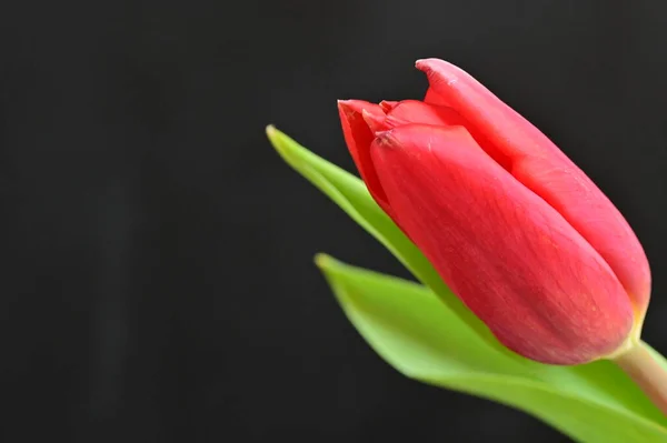 Nahaufnahme Einer Roten Tulpe Mit Grünen Blättern Auf Schwarzem Hintergrund — Stockfoto