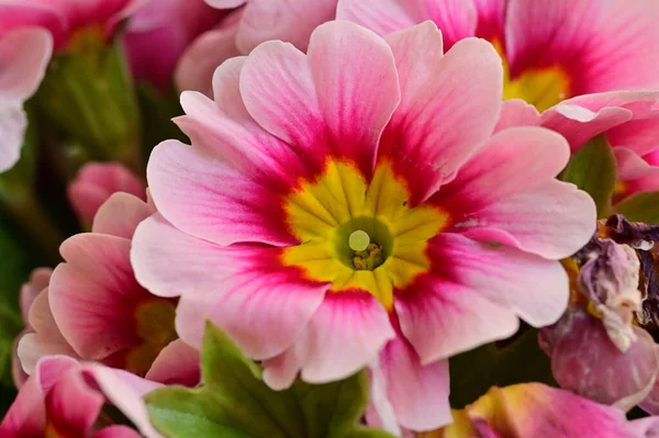 Όμορφα Ροζ Και Κίτρινα Λουλούδια Φλοράλ Φόντο Έννοια — Φωτογραφία Αρχείου