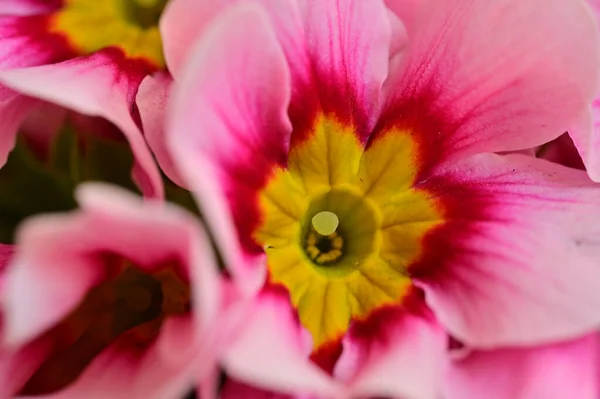 Belas Flores Cor Rosa Amarelo Fundo Conceito Floral — Fotografia de Stock