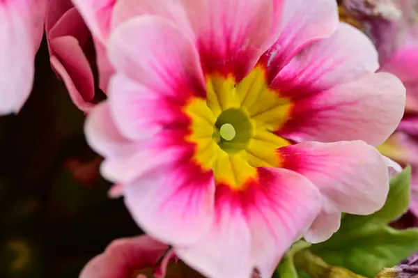 Belas Flores Cor Rosa Amarelo Fundo Conceito Floral — Fotografia de Stock