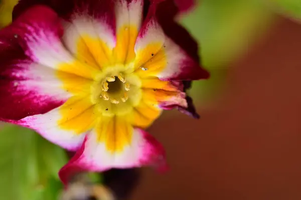 美しいピンクと黄色の花花のコンセプト背景 — ストック写真