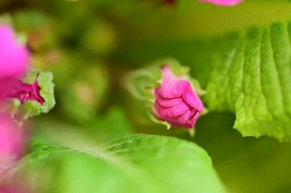 Botão Flor Bela Primavera Jardim — Fotografia de Stock