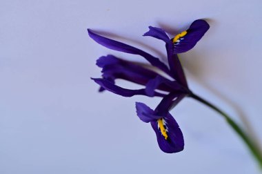 close up of beautiful purple flowers on white background