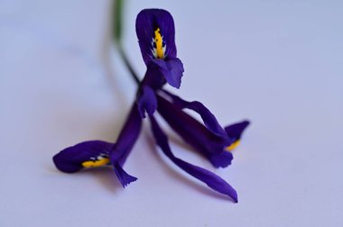 close up of beautiful purple flowers on white background