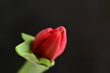 close-up of a red tulip with green leaves