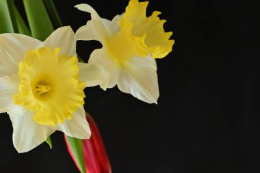 close up of beautiful composition with  tulip and  daffodils