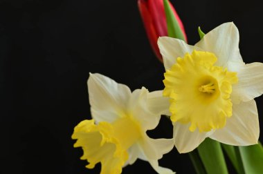 close up of beautiful composition with  tulip and  daffodils