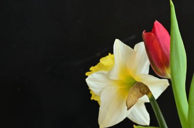 close up of beautiful composition with  tulip and  daffodil