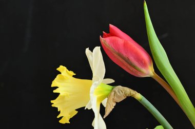 close up of beautiful composition with  tulip and  daffodil