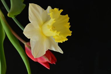 close up of beautiful composition with  tulip and  daffodil