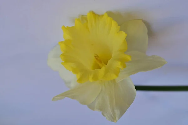 Bright Daffodil Flower Spring — Zdjęcie stockowe
