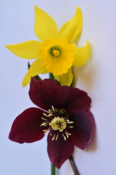 春の花で美しい構図を締めくくり — ストック写真