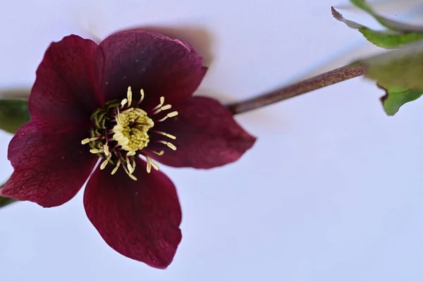 Hermosa Flor Primavera Cerca — Foto de Stock