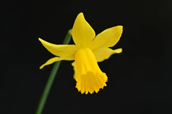 Φωτεινό Λουλούδι Ασφόδελου Άνοιξη — Φωτογραφία Αρχείου