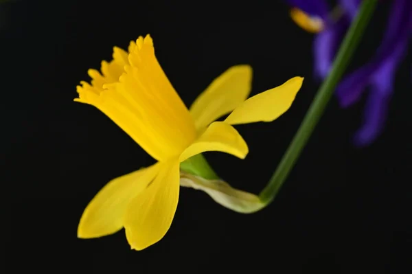 Κοντινό Πλάνο Όμορφης Σύνθεσης Ανοιξιάτικα Λουλούδια — Φωτογραφία Αρχείου