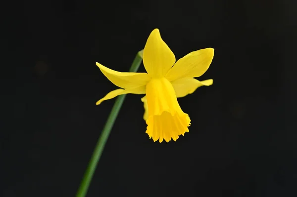 Яркий Цветок Нарцисса Весна — стоковое фото