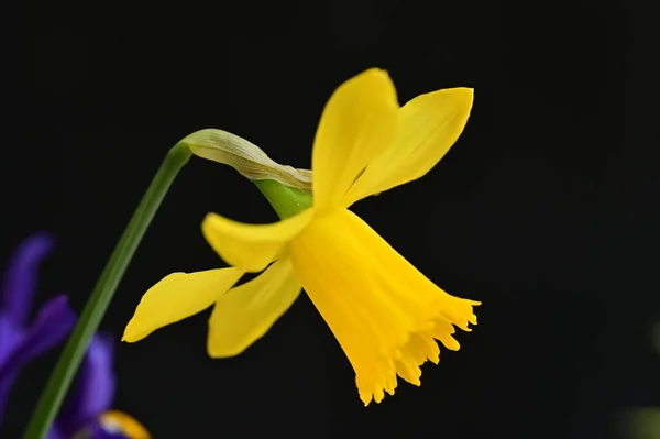 Bright Daffodil Flower Spring — Stok fotoğraf