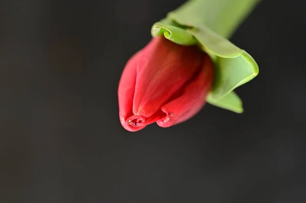 Gros Plan Une Tulipe Rouge Aux Feuilles Vertes — Photo