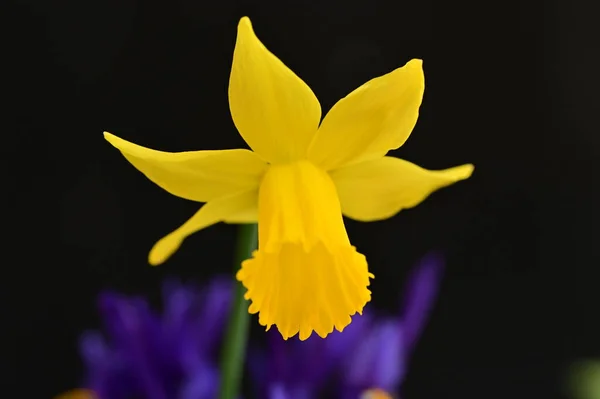 Primer Plano Hermosa Composición Con Flores Primavera — Foto de Stock