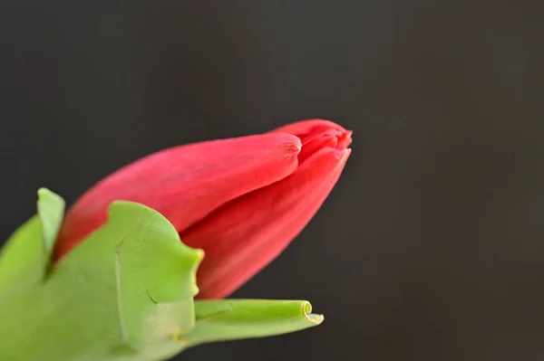 Close Red Tulip Green Leaves — Stock Photo, Image