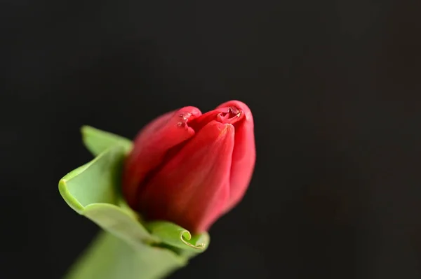Gros Plan Une Tulipe Rouge Aux Feuilles Vertes — Photo