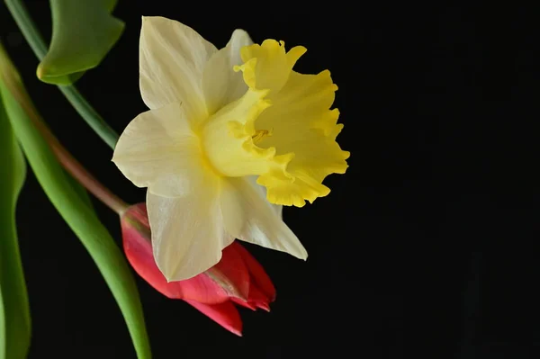Close Beautiful Composition Tulip Daffodil — Stockfoto