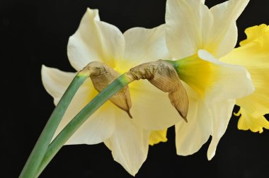 beautiful daffodils, spring background.